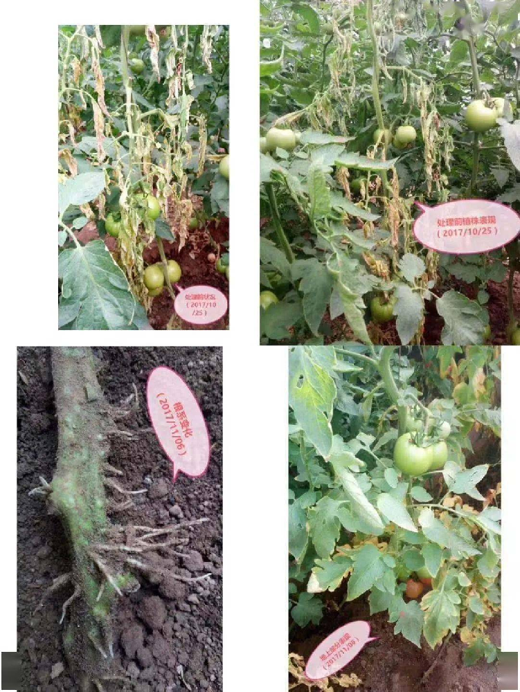 （三）帶您了解哈茨木霉？